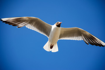 Beautiful gull in the blue sky