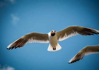 Beautiful gull in the blue sky