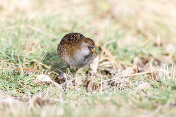 the waterbird sora