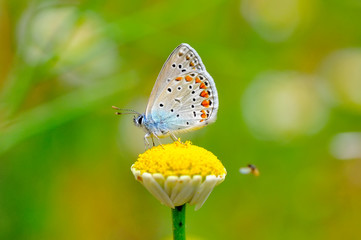 Closeup   beautiful butterfly sitting on flower