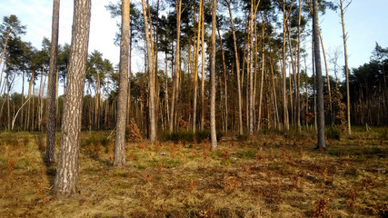 las sosnowy © robert6666