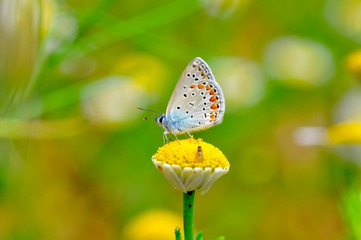 Closeup   beautiful butterfly sitting on flower