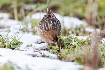 the waterbird sora