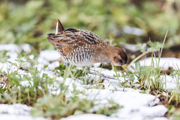 the waterbird sora