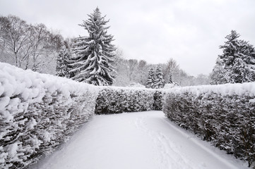 A romantic, romantic winter landscape of a snow-covered park. Snowy winter.