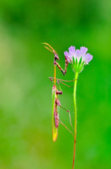 Close up of pair of Beautiful European mantis ( Mantis religiosa )