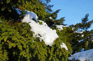 Caps of snow melting in the sun. End of winter.