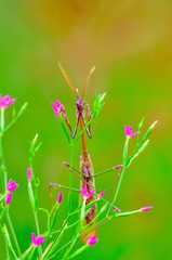 Close up of pair of Beautiful European mantis ( Mantis religiosa )