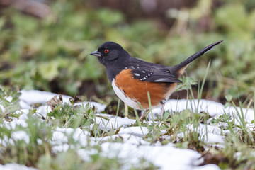 spotted towhee bird