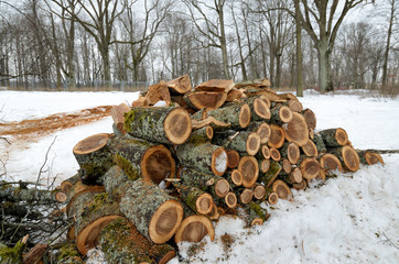 Cleaning the Park.Old trees are being cut down.