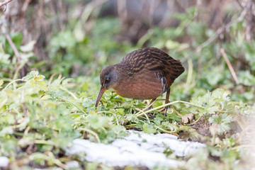 The Virginia Rail