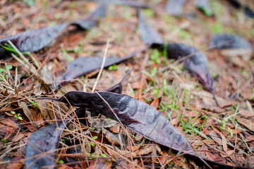 Colored autumn leaves in the park