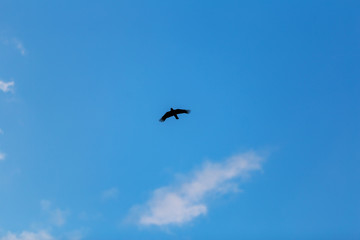 bird in flight