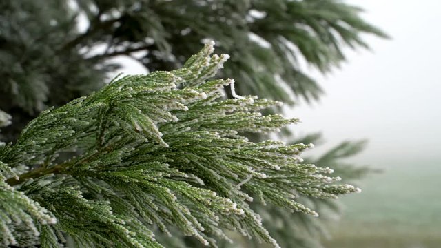 Image of frozen pine tree during winter morning, Heuchlingen, Germany.
