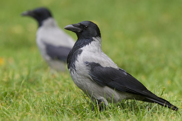 Fototapeta premium A hooded crow (corvus corax) foraging in a park in the city of Berlin. Walking in bright green grass with a crow in the background