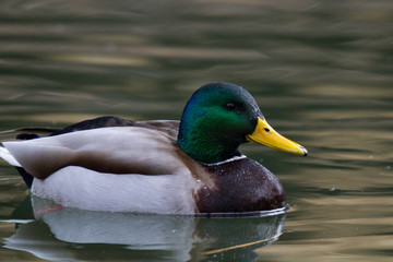 Mallard swimming in local pond