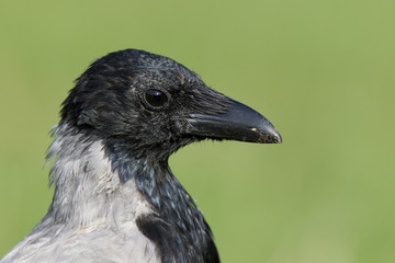 A detailed portrait of a hooded crow (Corvus cornix) in front of a green grass background