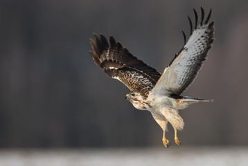 Common buzzard (Buteo buteo)
