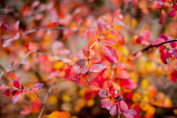 Colored autumn leaves in the park