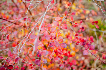 Colored autumn leaves in the park