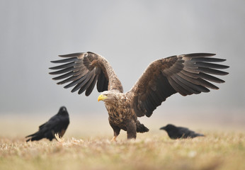 White tailed eagle (Haliaeetus albicilla)