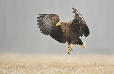 White tailed eagle (Haliaeetus albicilla)