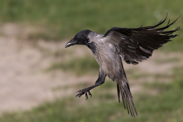 A hooded crow (Corvus cornix) in flight in the city park of Berlin. In the daytime with in the background trees and gras.