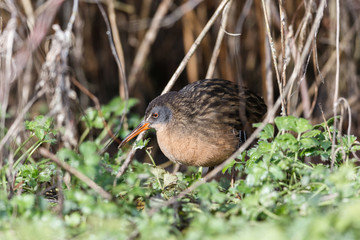 The Virginia Rail