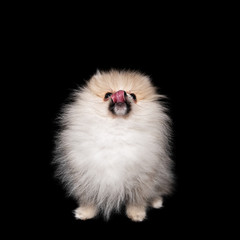 Naklejka premium Side view of a sitting pomeranian spitz isolated on a black background