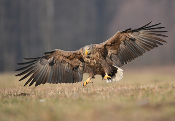 White tailed eagle (Haliaeetus albicilla)