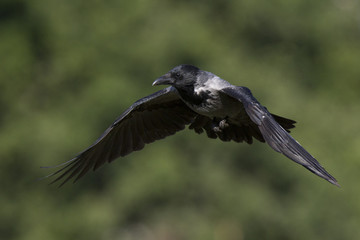 A hooded crow (Corvus cornix) in flight in the city park of Berlin. In the daytime with in the background trees and gras.