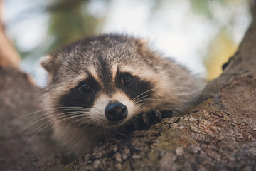 raccoon in tree 1