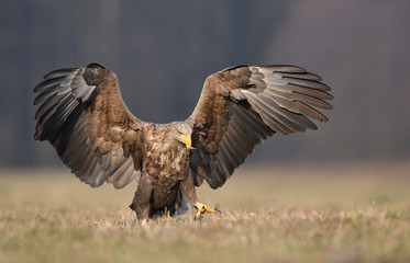 White tailed eagle (Haliaeetus albicilla)