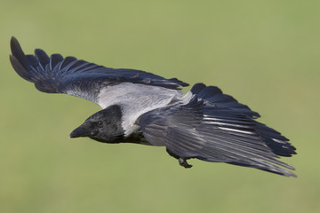 A hooded crow (Corvus cornix) in flight in the city park of Berlin. In the daytime with in the background trees and grass.