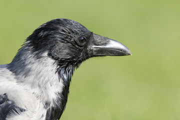 A detailed portrait of a hooded crow (Corvus cornix) in front of a green grass background