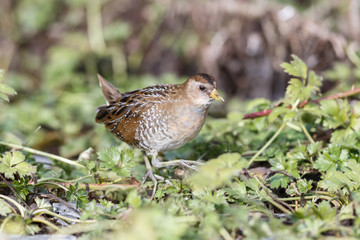 the waterbird sora