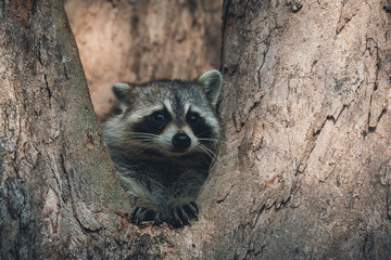 raccoon in tree 2