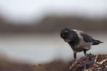 A hooded crow (corvus corax) foraging on the beach of Heligoland. Perched on the branches of the beach in the morning sun.