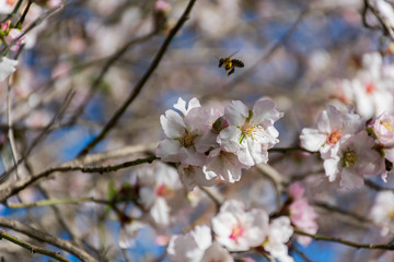 Plantas y flores en la naturaleza mediterranea