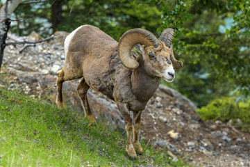 Obraz na płótnie Canvas Wild Ram - A bighorn sheep ram walking and grazing on a steep hill at side of Two Jack Lake on a Spring morning, Banff National Park, Alberta, Canada.