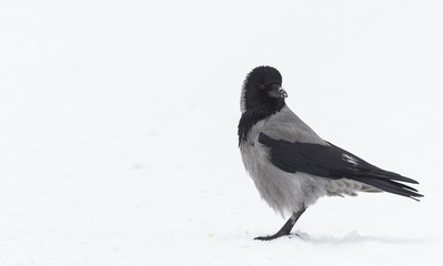 A hooded crow (corvus corax) foraging in a park in  the city of Berlin. perched in a cold layer of snow looking over its shoulder.