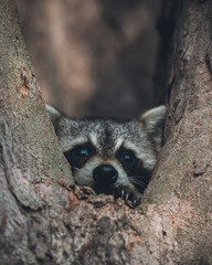 raccoon in tree 3 © Joey