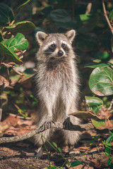 raccoon in forest 1