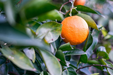 Citricos en el arbol