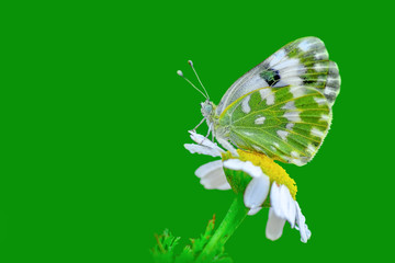 Closeup   beautiful butterfly sitting on flower