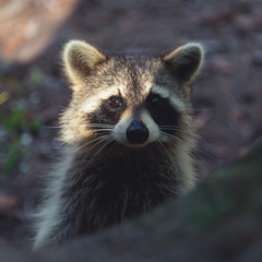 raccoon in forest 2