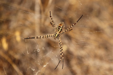 Araña Tigre 2