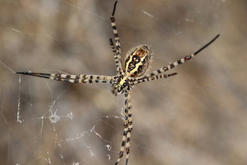 Araña Tigre