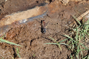 Avispa de la arena bebiendo agua