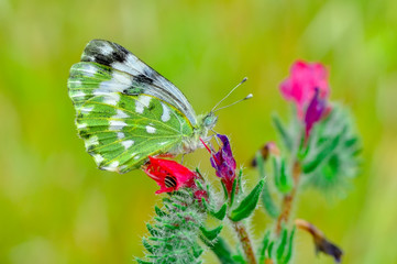 Closeup   beautiful butterfly sitting on flower